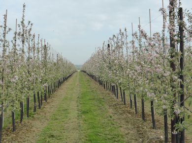 In bloom at Highland Court